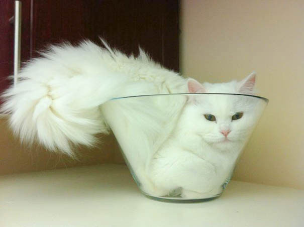 15 Funny Photos Prove That Cats Are Liquid Photo Gallery