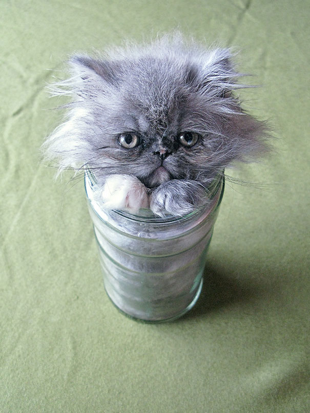 Cats Are liquid: Cats In A Bottle