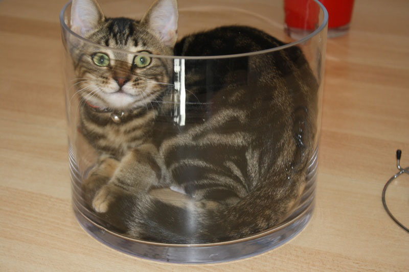 Cats Are liquid: Cats In A Bottle