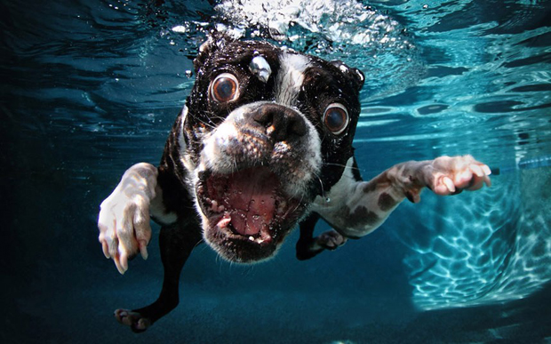 Top 16 Photos Of Big Mouth Dogs Getting Crazy Underwater