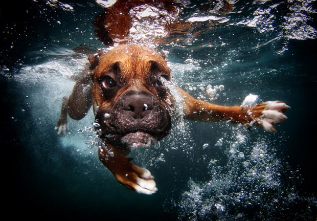Amazing Big Mouth Dogs Underwater