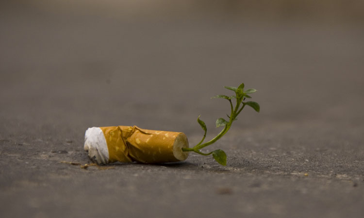 vos-megots-de-cigarettes-transformes-en-plantes-graces-a-des-semences