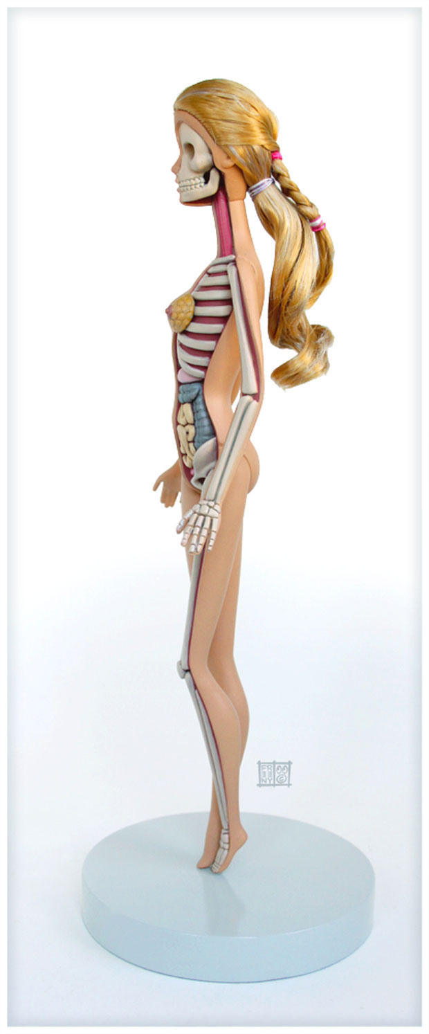 Dissected Anatomy Model Of The Barbie Doll