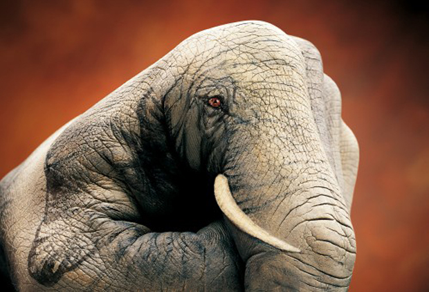 Elephant-on-brown1-Ultra Realistic Hand Painting