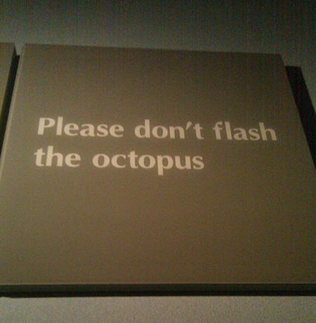 Funny Sign-Please Do Not Flash The Octopus