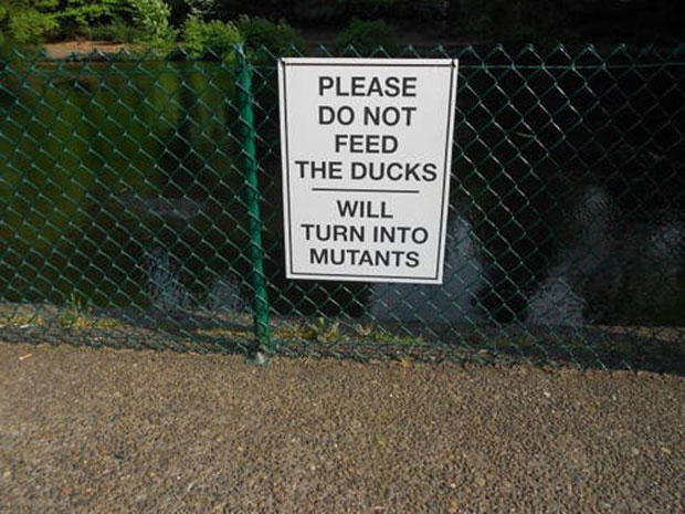 Please Do Not Feed The Ducks. Will Turn Into Mutants