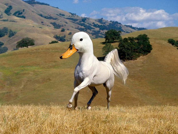 Funny Animal Created Using Photoshop
