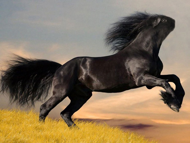 Funny Animal Created Using Photoshop