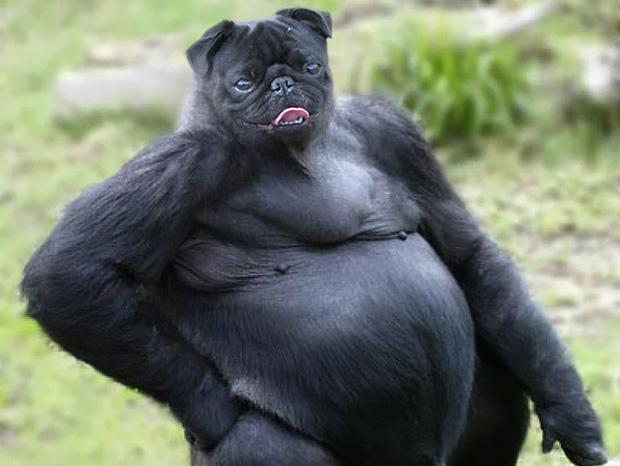 Funny Animal Created Using Photoshop