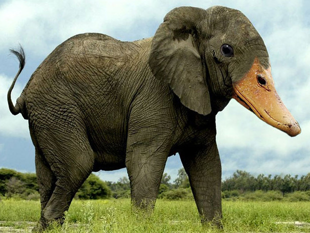 Funny Animal Created Using Photoshop