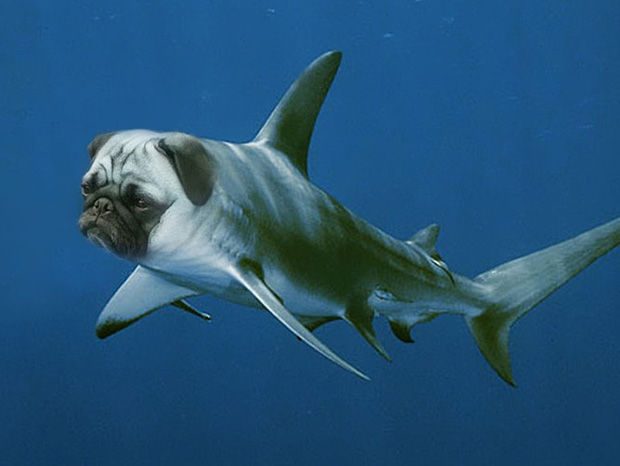 Funny Animal Created Using Photoshop