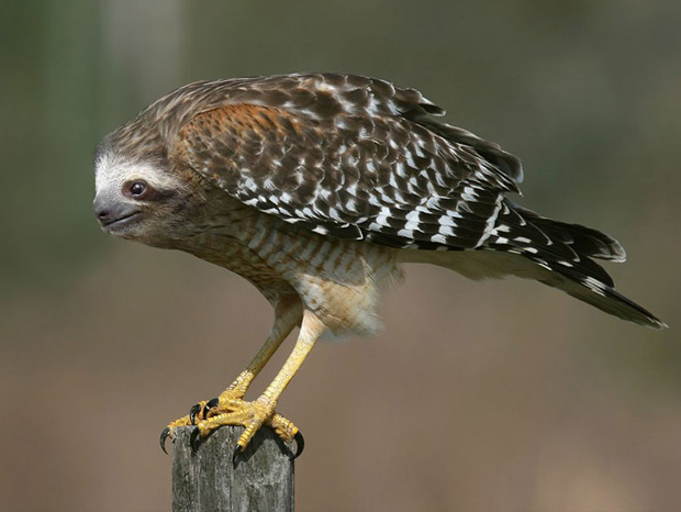 Funny Animal Created Using Photoshop