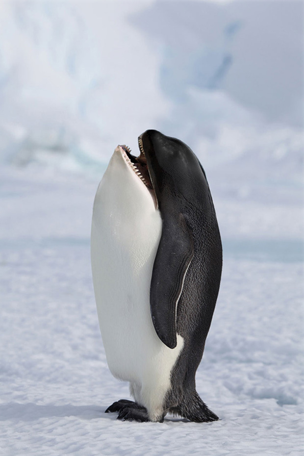 Funny Animal Created Using Photoshop