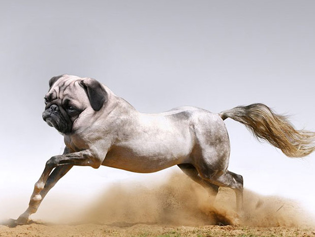Funny Animal Created Using Photoshop
