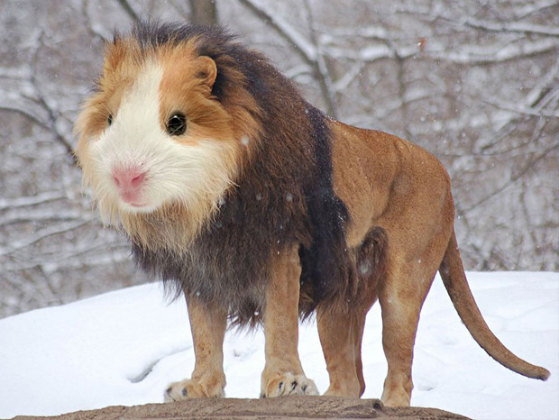 Funny Animal Created Using Photoshop