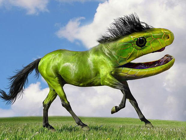 Funny Animal Created Using Photoshop
