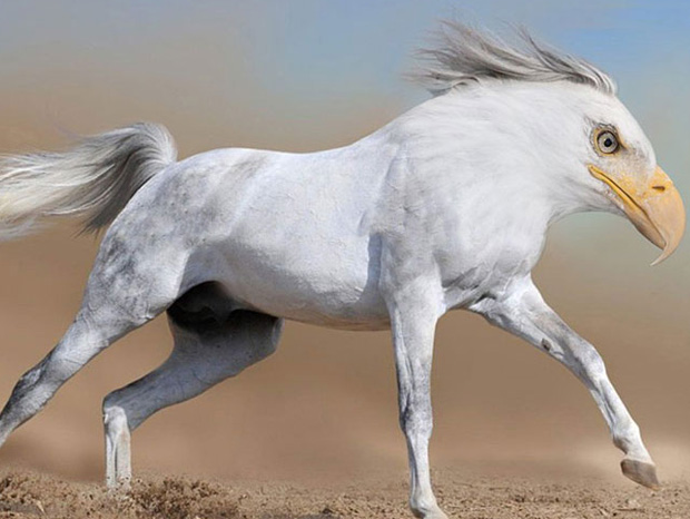 Funny Animal Created Using Photoshop