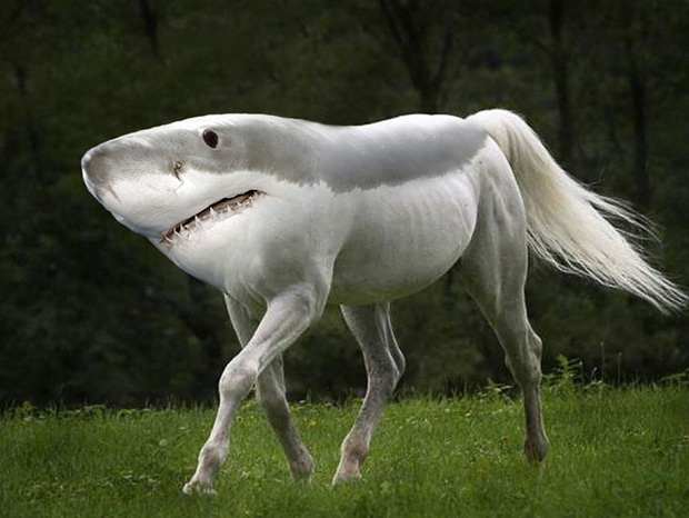 Funny Animal Created Using Photoshop