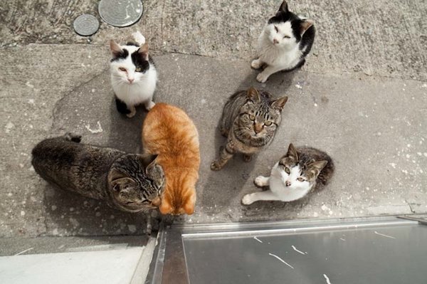 Cats' paradise in Japanese island of  Fukuoka (Credit Fubirai)