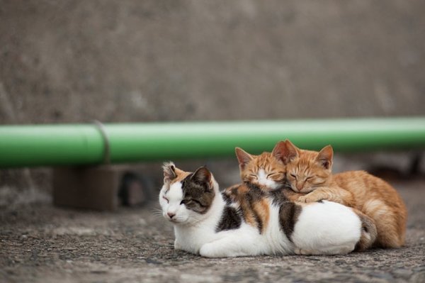 Cats' paradise in Japanese island of  Fukuoka (Credit Fubirai)