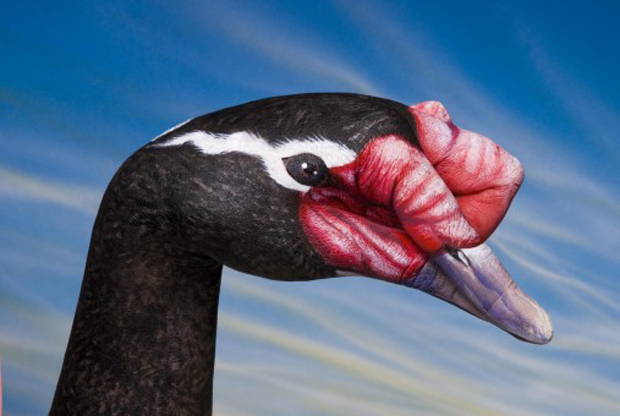 Swan-Black-Neked-Swan1-Ultra Realistic Hand Painting
