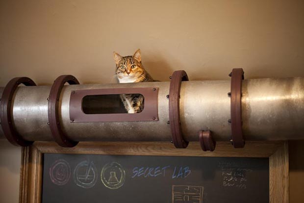Tube Cat: Solution For Movement Of Cat Without Disturbing you