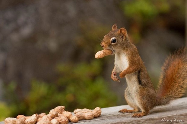 Super Cute Squirrel eating peanuts