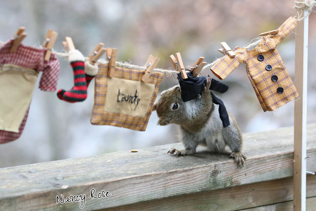 Super Cute Squirrel drying clothes
