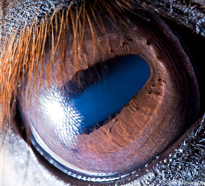The Most beautiful eye of Horse