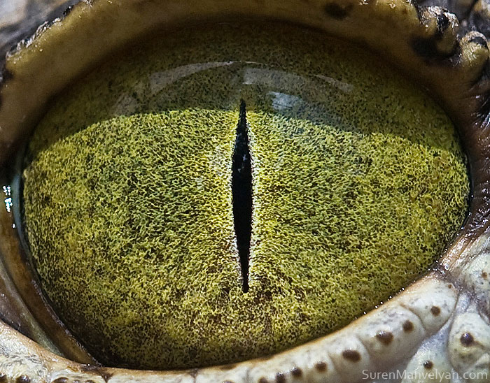 The Most beautiful eye of Nile Of Crocodile