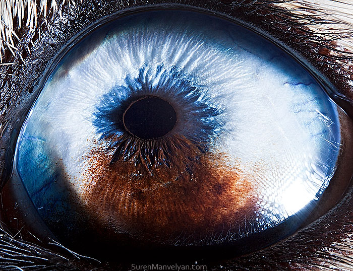 The Most beautiful eye of Husky