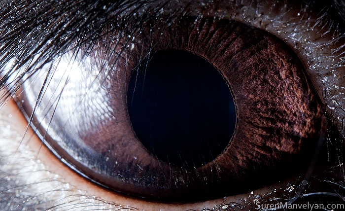 The Most beautiful eye of black rabbit