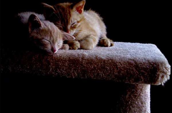 Amazing Pictures Of Kittens From The Enfant/Adult project-