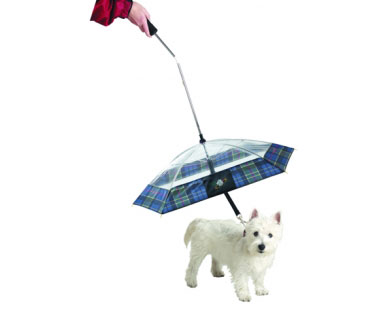 The umbrella nice little doggies who do not deserve to rain
