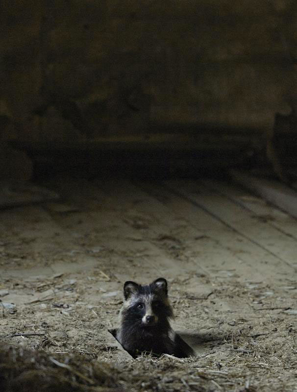 Animal Families Living In An Abandoned House In Woods