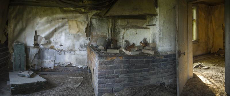 Squirrel-Animal Families Living In An Abandoned House In Woods