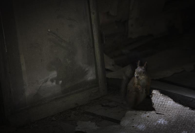Squirrel-Animal Families Living In An Abandoned House In Woods