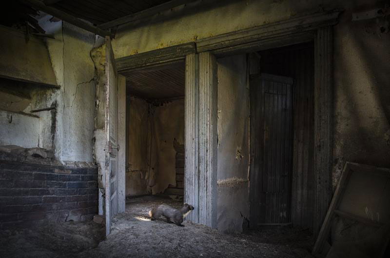 Animal Families Living In An Abandoned House In Woods