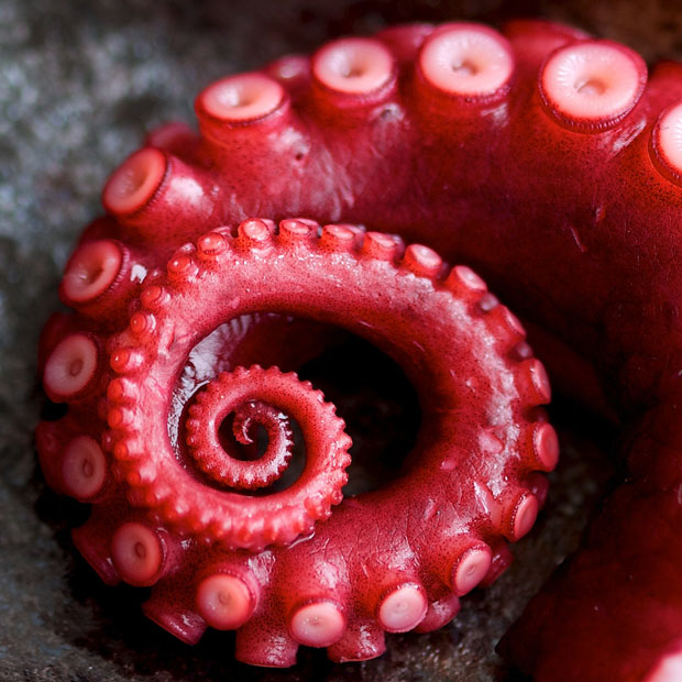 Tentacle-Incredible Examples Of Fractals Found In Nature