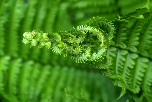 Fern-Incredible Examples Of Fractals Found In Nature