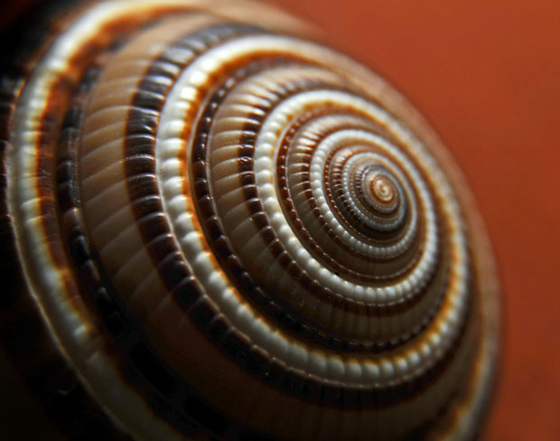 Snail shell-Incredible Examples Of Fractals Found In Nature