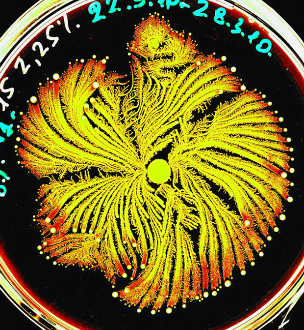 Petri dishes-Incredible Examples Of Fractals Found In Nature