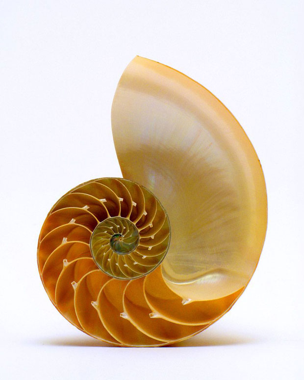  Nautilus shell-Incredible Examples Of Fractals Found In Nature