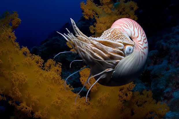  Nautilus shell-Incredible Examples Of Fractals Found In Nature
