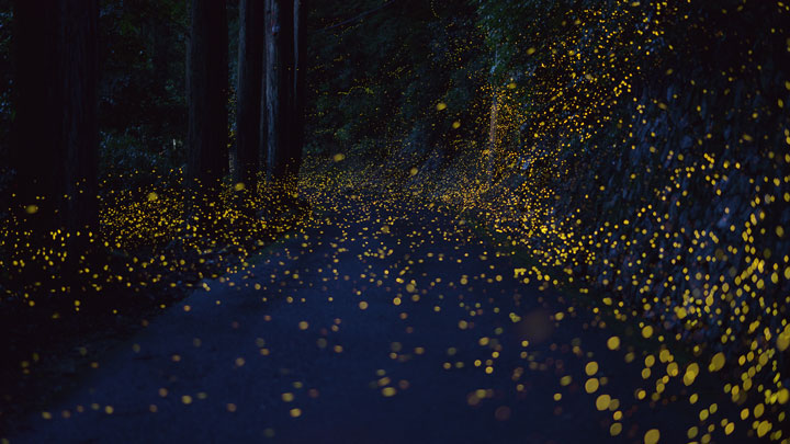Long Exposure Photography: Japanese Landscapes Illuminated By Fireflie