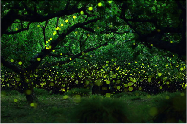 Long Exposure Photography: Japanese Landscapes Illuminated By Fireflie