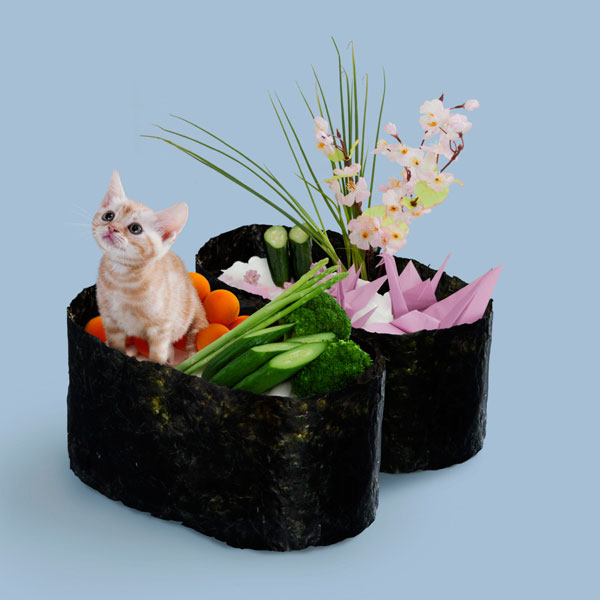 Sushi Cats: The New Crazy Fashion In Japan That Turns Your Poor Kitties Into Food