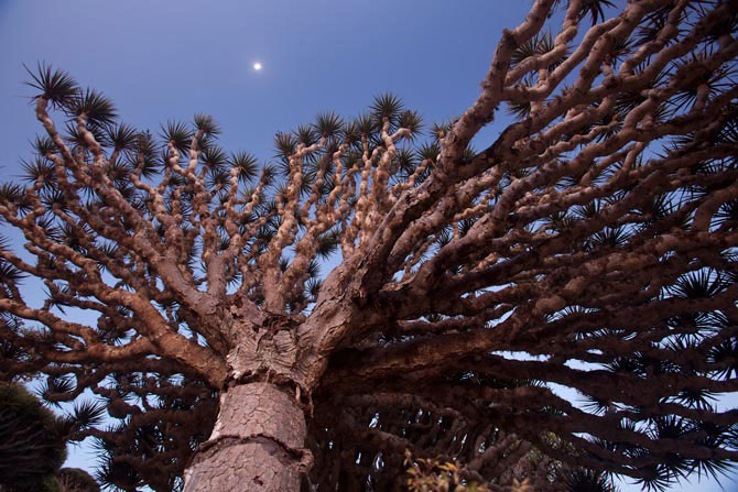 The Most Strange Landscapes Of Mysterious Island Of Socotra, Yemen