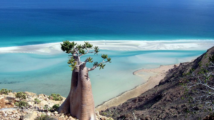 http://www.technocrazed.com/wp-content/uploads/2013/09/bizarre-landscapes-of-Socotra-Island-16.jpg