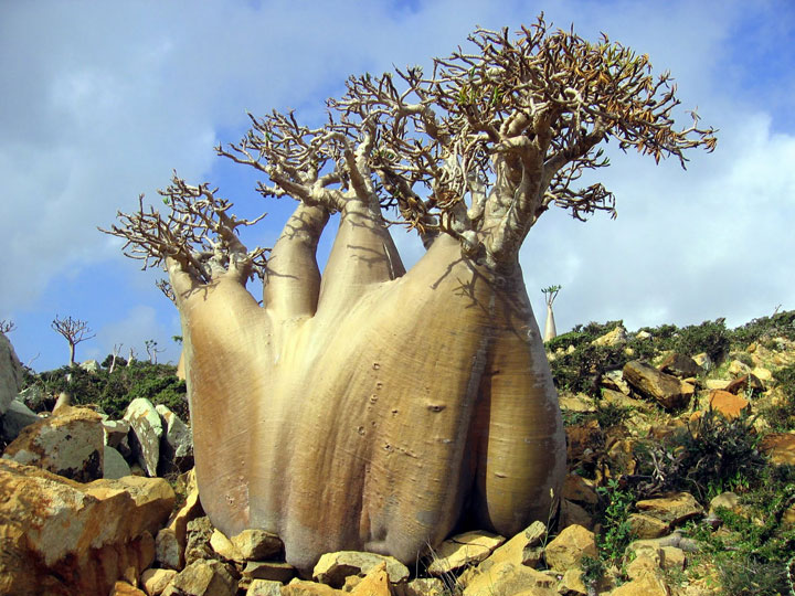 http://www.technocrazed.com/wp-content/uploads/2013/09/bizarre-landscapes-of-Socotra-Island-31.jpg